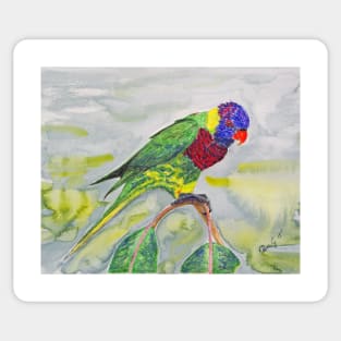 Rosella parrot Sticker